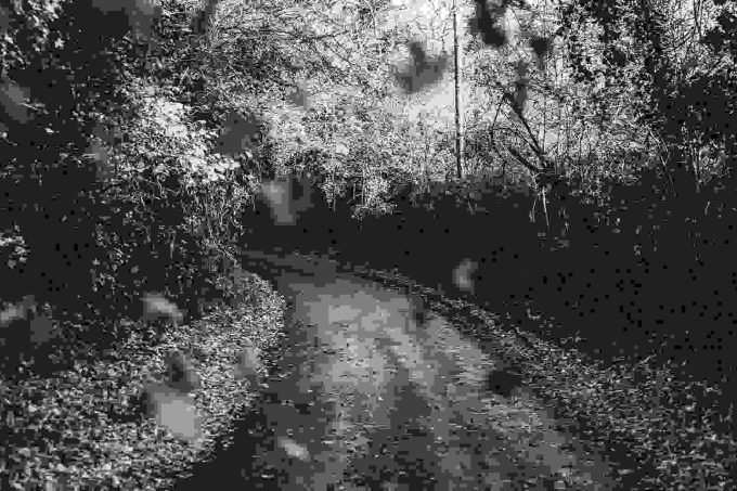 Road in woods