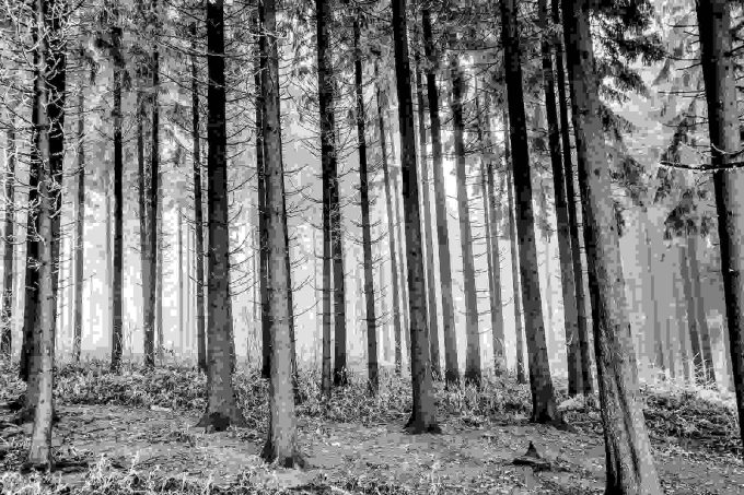 Trees in woods